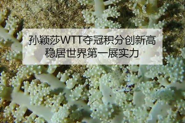 孙颖莎WTT夺冠积分创新高 稳居世界第一展实力